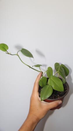 Sadnice - sobne biljke: Philodendron Hederaceum Heartleaf